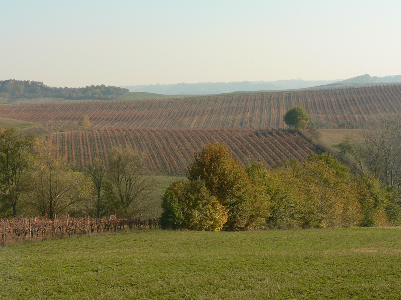 Vigneti presso Piantravigne (AR)