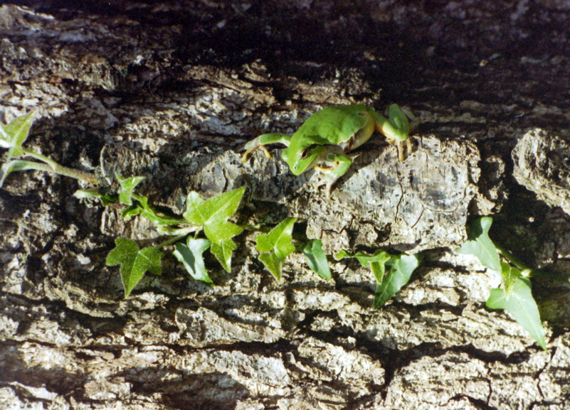 Raganella a Vallefiorita