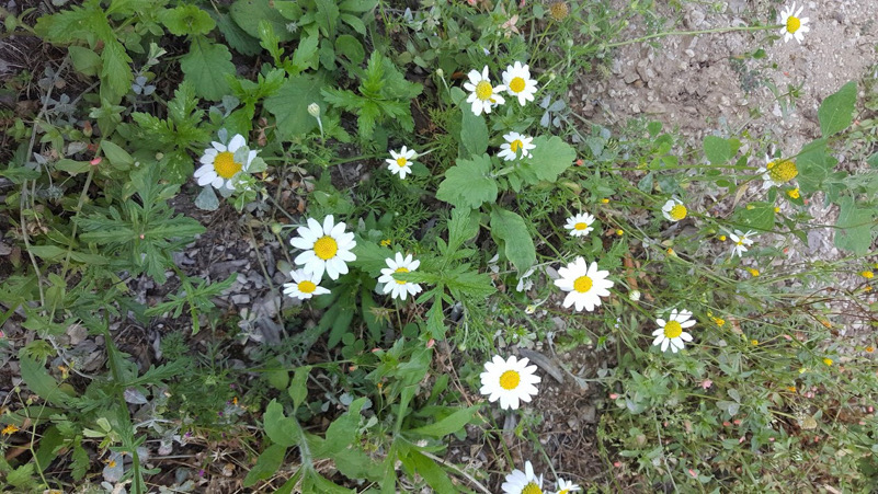 fiori di campo-Sieti di Giffoni Sei Casali (Sa)