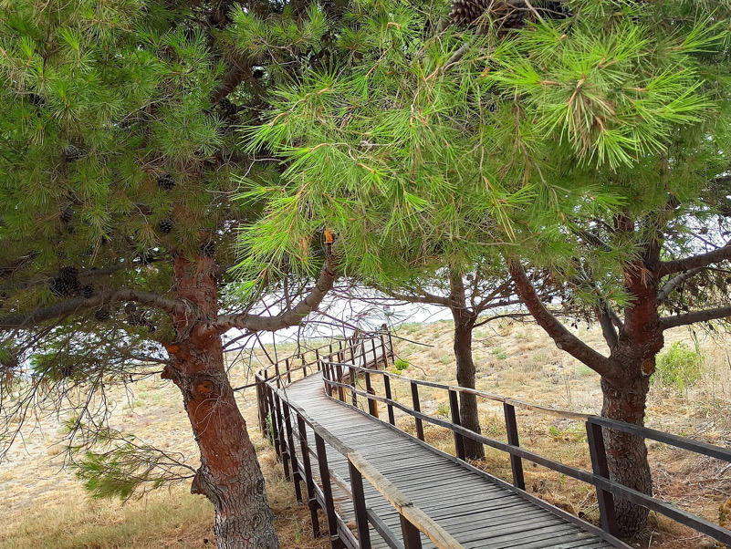 Pontile nel verde verso l'orizzonte