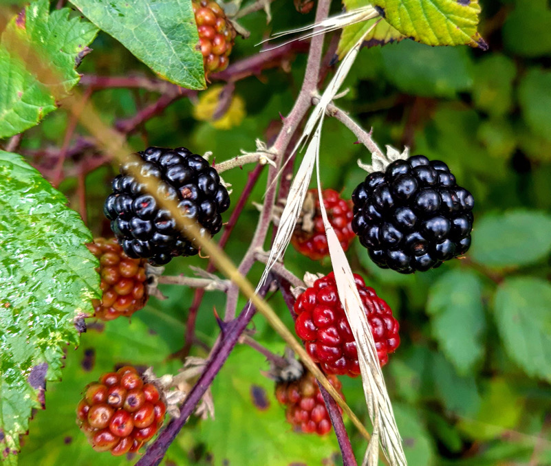 Il sapore di fine agosto