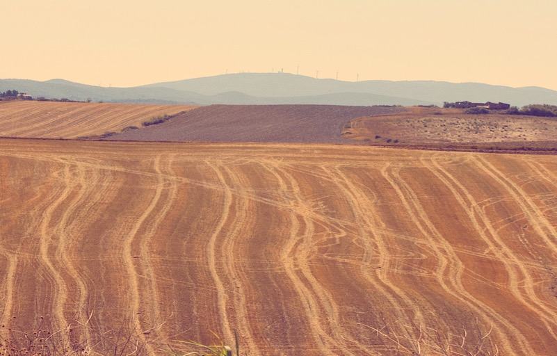 colline pisane