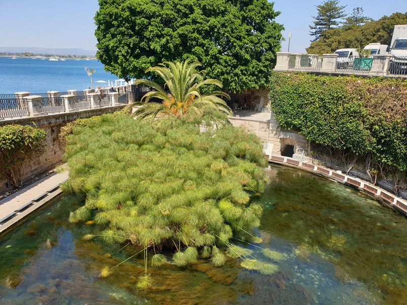 Fonte Aretusa, Ortigia (Sr)