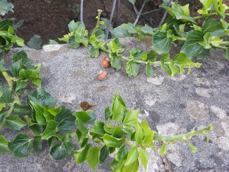 Agosto e la raccolta delle nocciole-Giffoni Sei Casali (Sa)