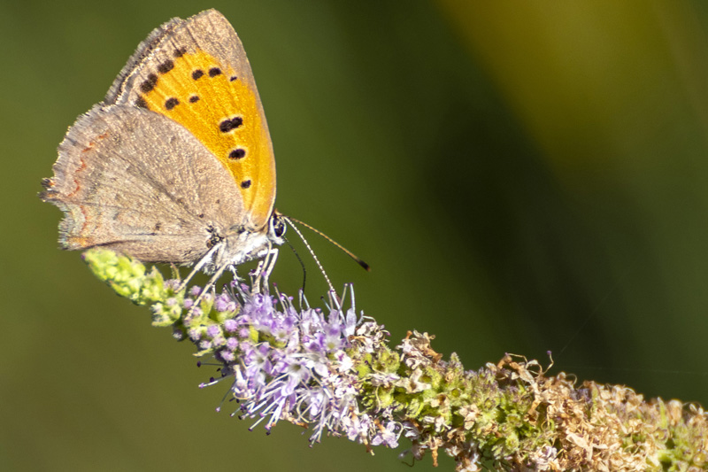 Microcosmo - Parco di Monte Urpinu - Cagliari