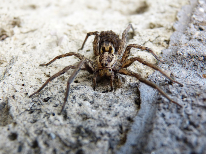 La mamma è sempre la mamma: Hogna radiata con la numerosa prole sull'opistosoma