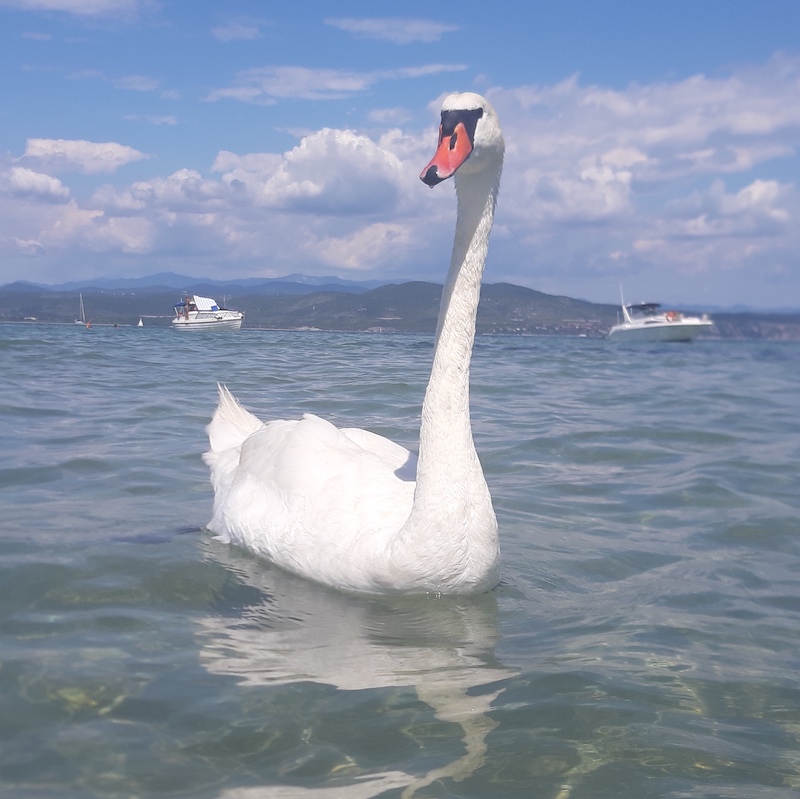 Ciao, sono il Re del Golfo di Panzano