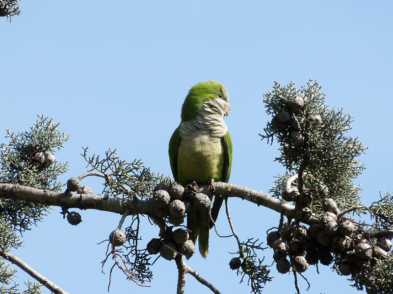 Un alieno... tutto verde: Myiopsitta monachus, il "Parrocchetto monaco"