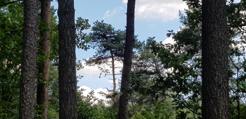 Quel ciel di Lombardia ... conifere del Parco Pineta di Appiano Gentile