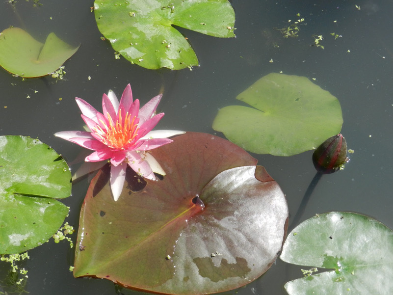 Il fiore del Gigante