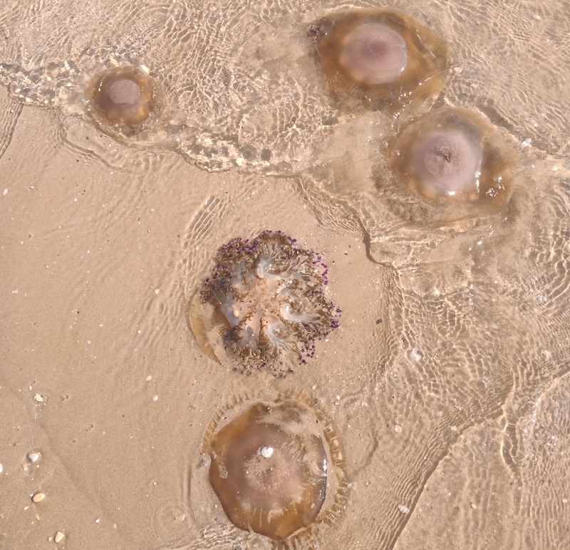 CAMBIAMENTI climatici - meduse spiaggiate a PONTE SASSO