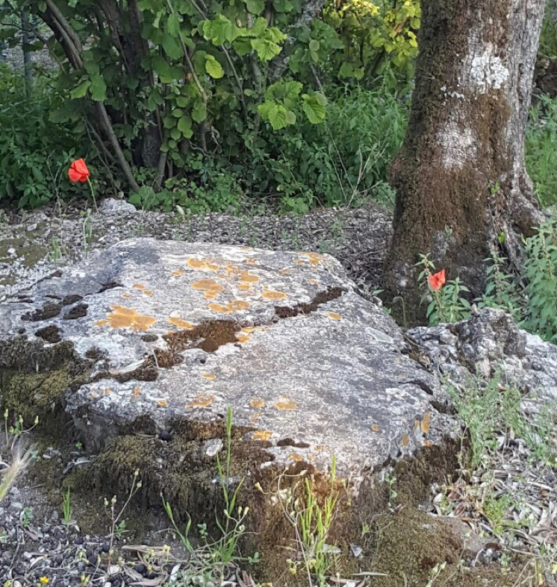 fiori di campo-Sieti di Giffoni Sei Casali (Sa)