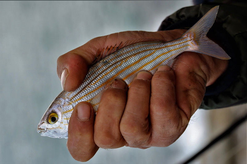 Il bene dell'ambiente è nelle nostre mani - Pescatore a Siracusa