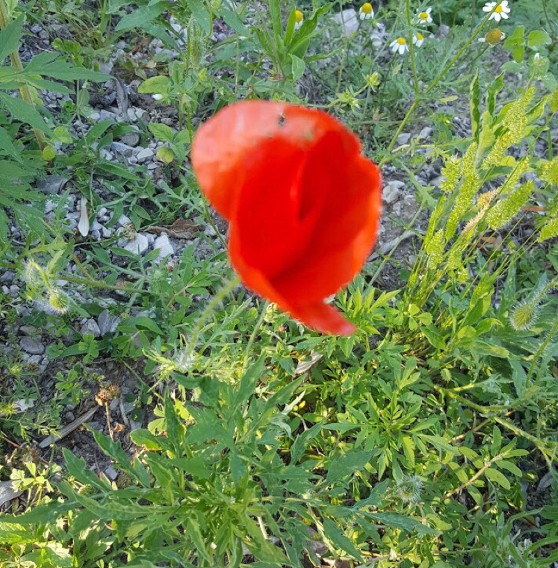 fiori di campo-Sieti di Giffoni Sei Casali (Sa)