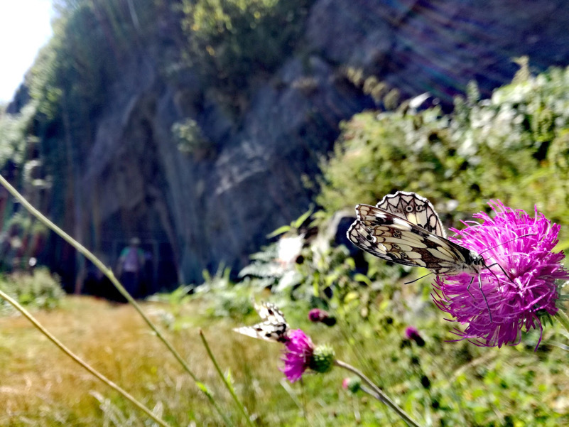 Banchettando con le farfalle - Monte Morissolo - Linea Cadorna - Verbania