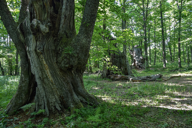 bosco di paranceto alberi monumentali