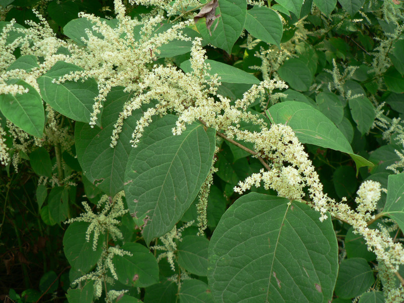 Poligono del Giappone (Reynoutria japonica) - aliena