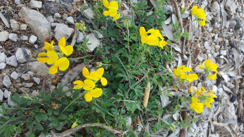 fiori di campo-Sieti di Giffoni Sei Casali (Sa)