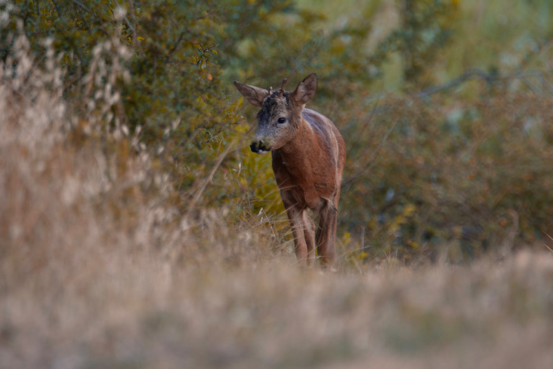 Capriolo al Tramonto