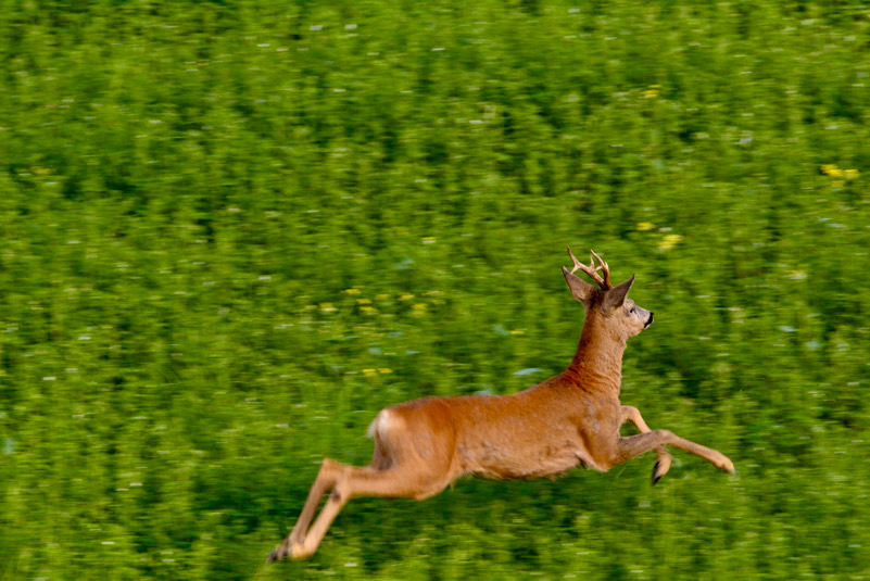 Capriolo in Fuga