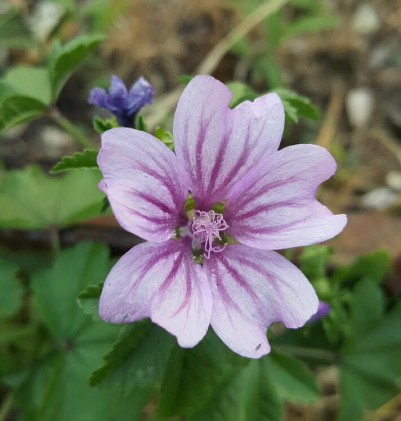 fiori di campo-Sieti di Giffoni Sei Casali (Sa)