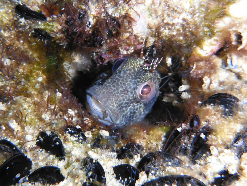 Un alieno in mezzo a noi: Parablennius pilicornis