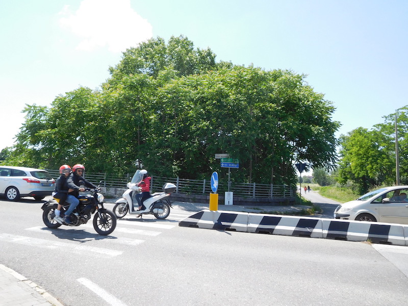 L'Ailanthus, pianta "aliena" invasiva in tutta Italia, in "azione" a Pisa...