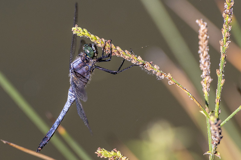 Microcosmo - Monte Urpinu - Cagliari