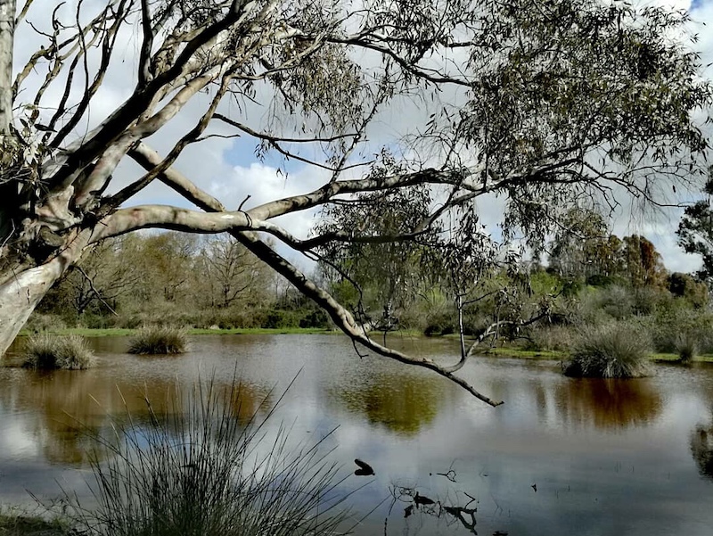 Eucalipto - Lago di Fogliano, Parco Nazionale del Circeo