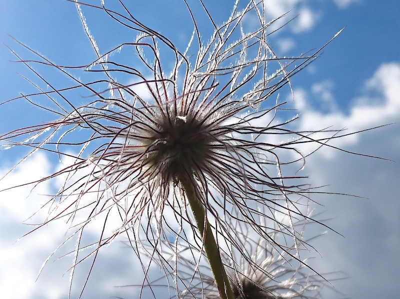 Anemone alpina: spettinato di natura.