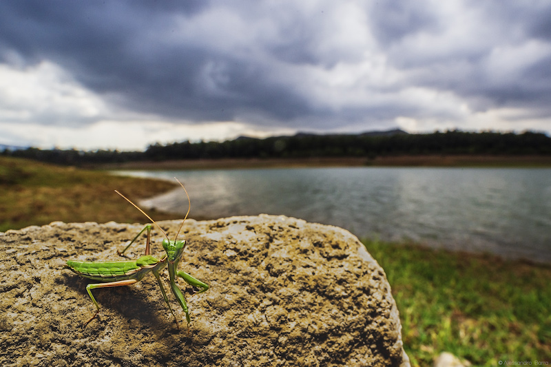 Pseudoyersinia lagrecai sul lago Scansano