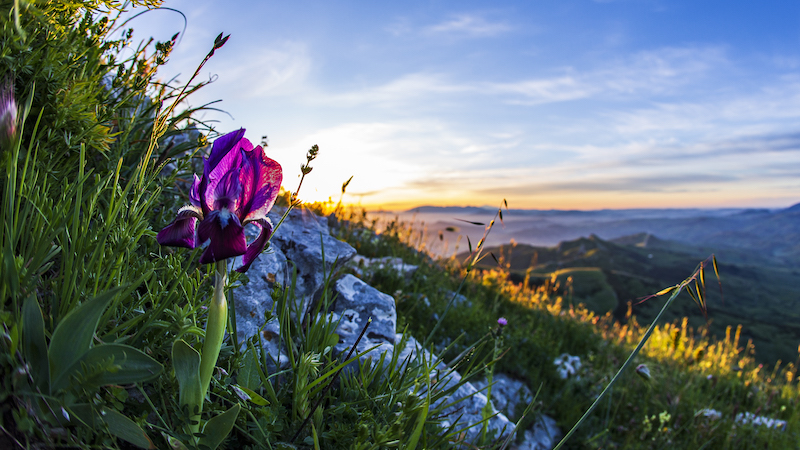 Giaggiolo siciliano all'alba su rocca Busambra