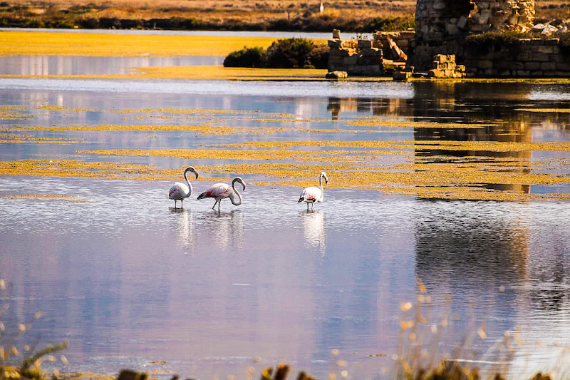 Fenicotteri rosa alle saline di Trapani