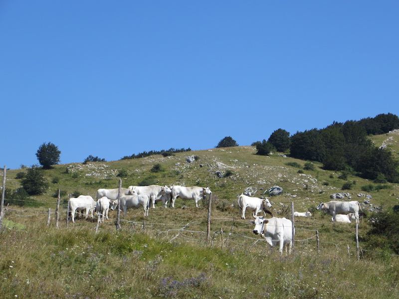 Marchigiane al pascolo