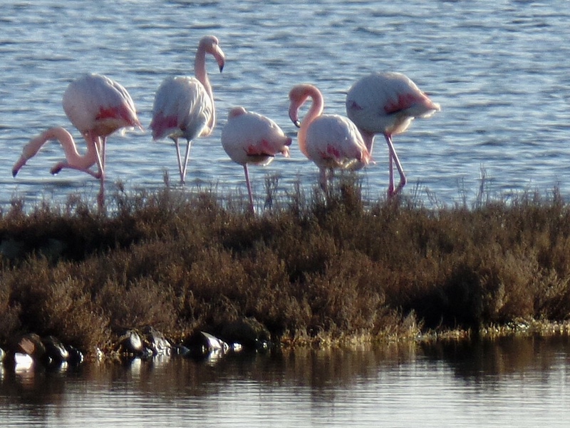 Contemplazione della grazia nella Riserva naturale delle Saline di Tarquinia (Vt)