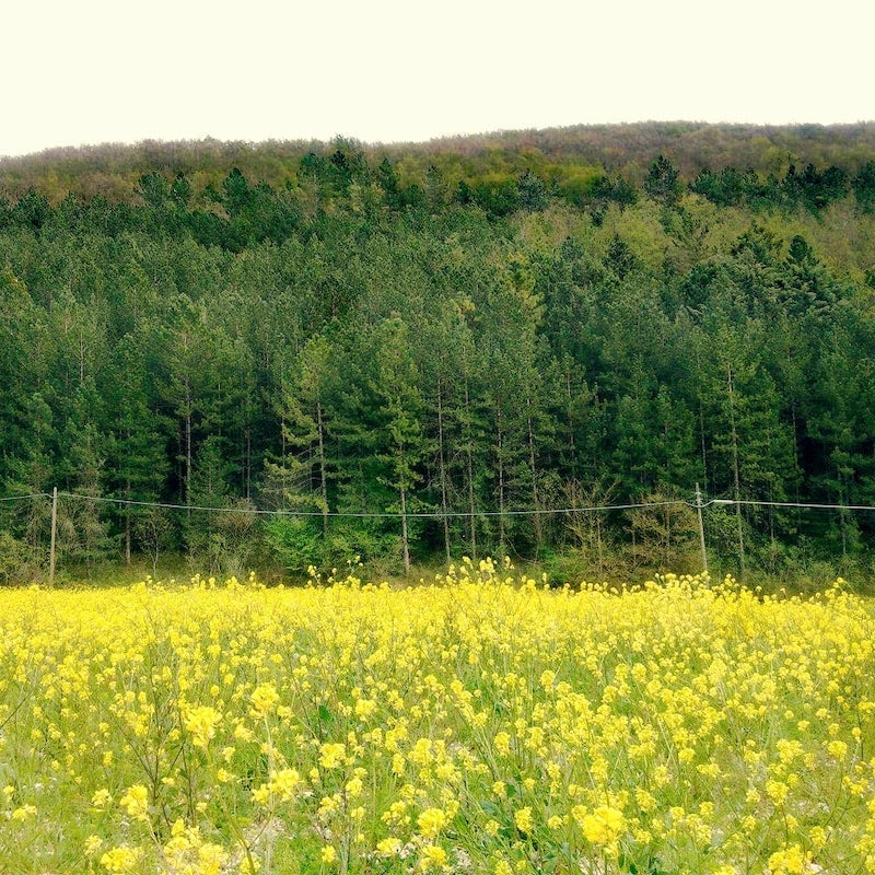 "La montagna: storia di un territorio cullato dal tiepido candore dei fiori"