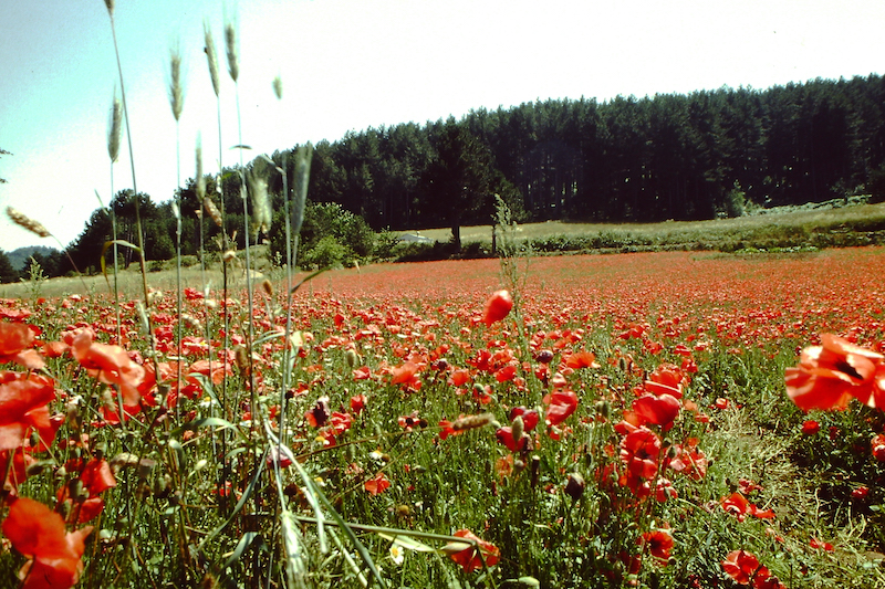 Paesaggio con papaveri