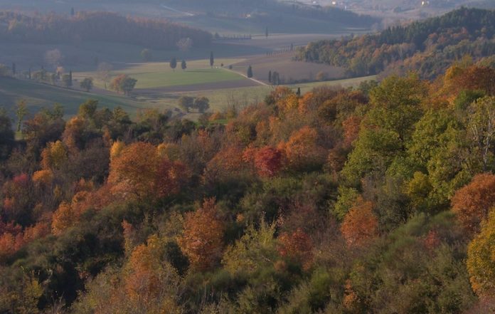 1595-Toscana-Biodiversità-Mantelli Autunno sulle colline di San Quintino ( San Miniato, PI)