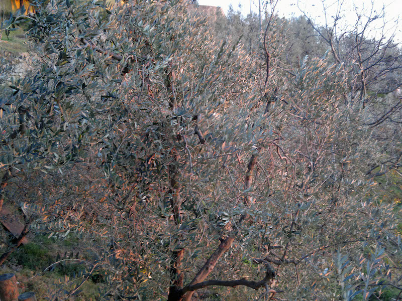 olivi a faltognano