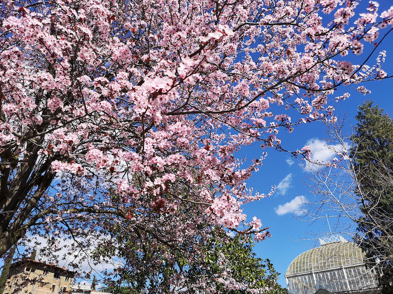 Primavera rosa