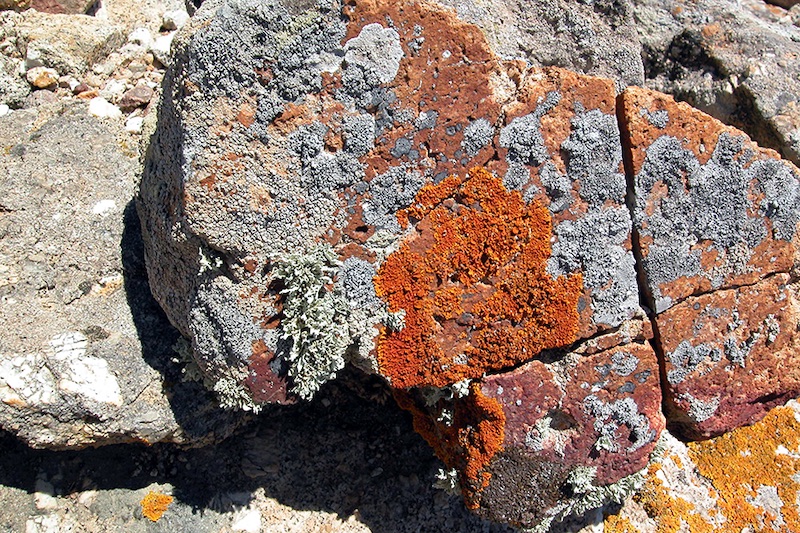 Licheni su granito di Montecristo