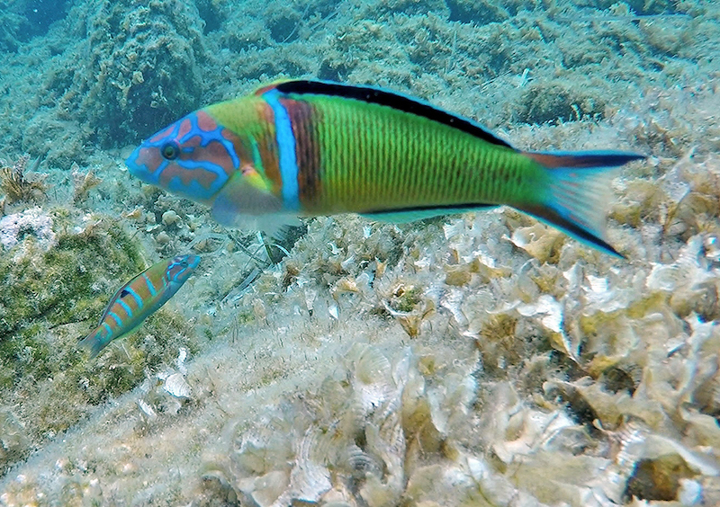 Una variopinta donzella: Thalassoma pavo