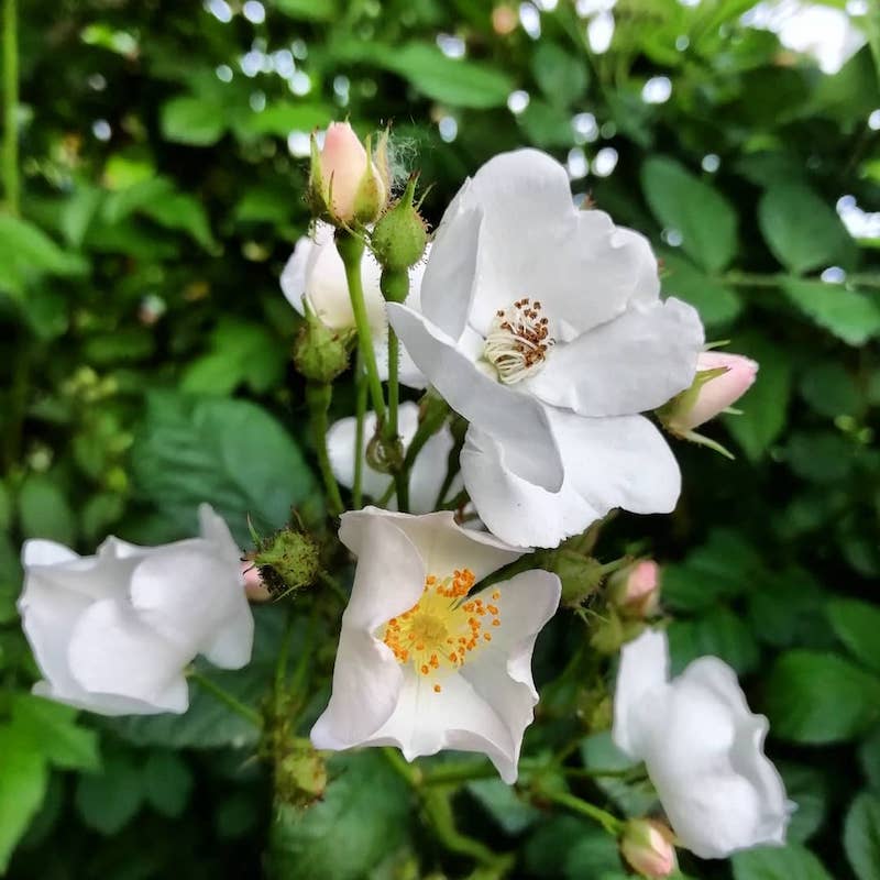 White and yellow