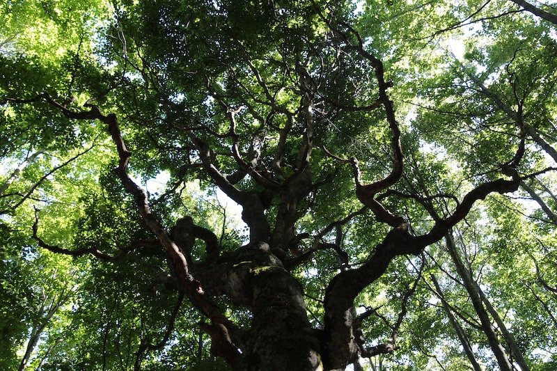 I grandi alberi, condomini di biodiversità