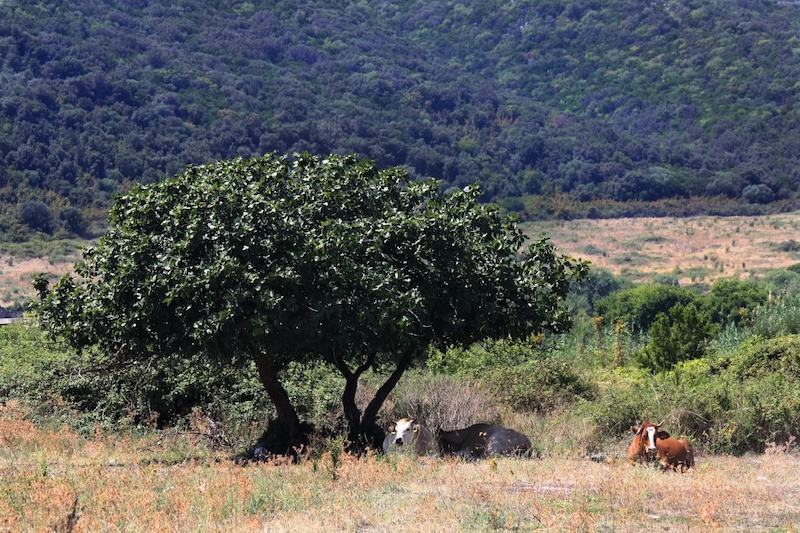 Oasi d'ombra