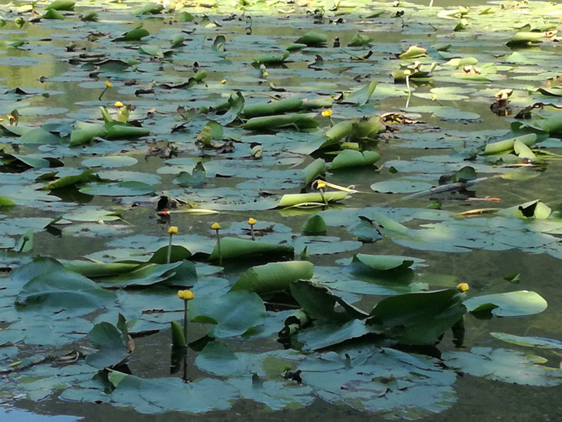 Ninfea gialla nei Laghi di Revine (TV)