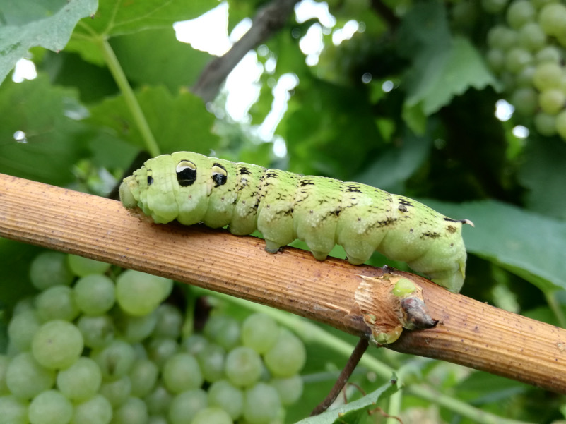 Larva di Sfinge della Vite