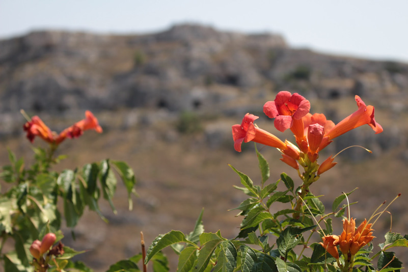 Sassi in fiore (Matera)