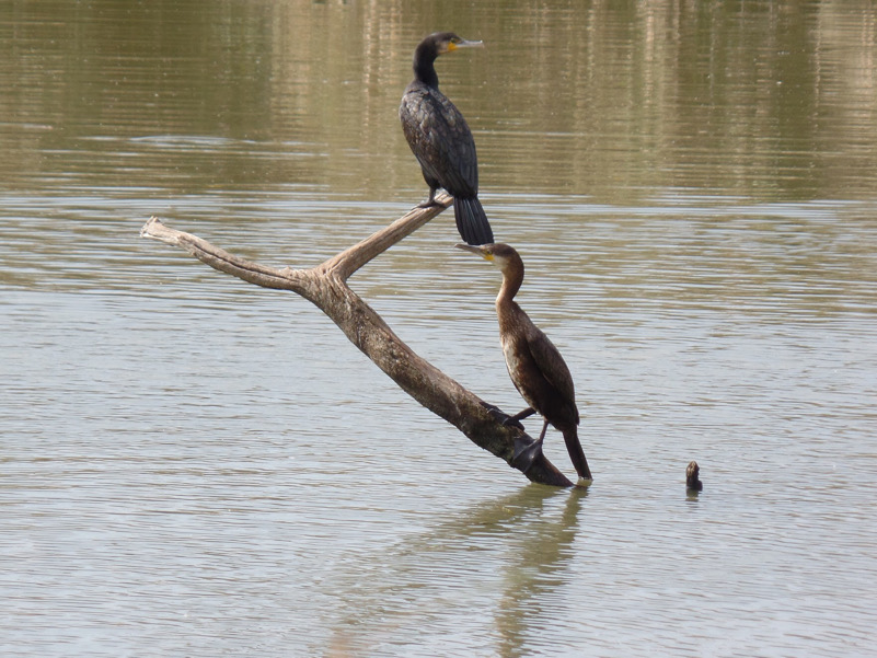 Riverside - Phalacrocorax carbo nell'Oasi di Macchiagrande