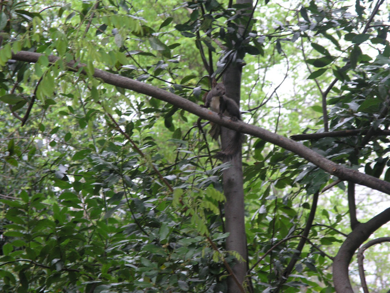 Scoiattoli a Roma Riserva Naturale di Monte Mario